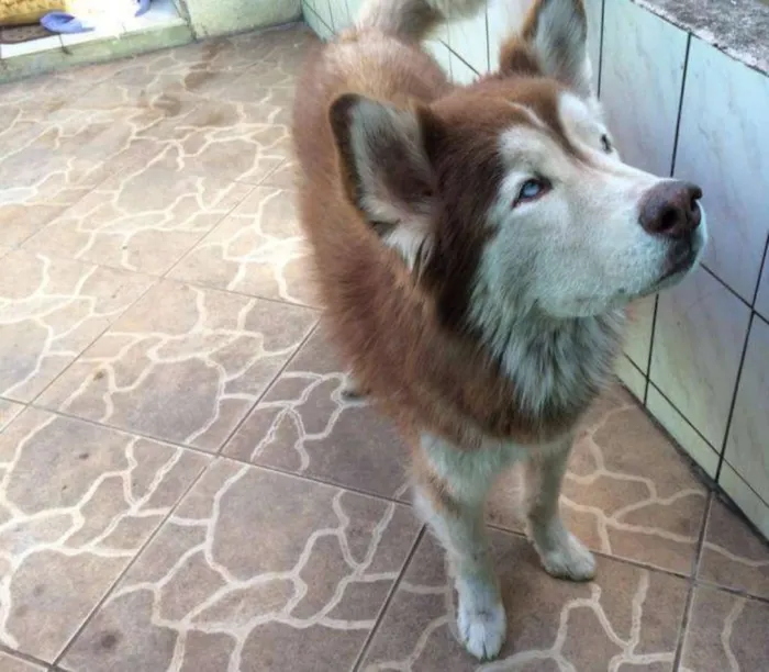 Cachorro ra a Husky Siberiano idade 6 ou mais anos nome Randu