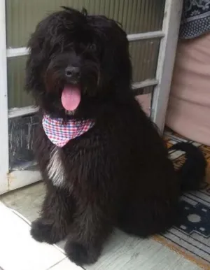 Cachorro raça  idade 7 a 11 meses nome Tufão 