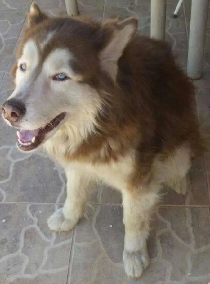 Cachorro ra a Husky Siberiano idade 6 ou mais anos nome Randu