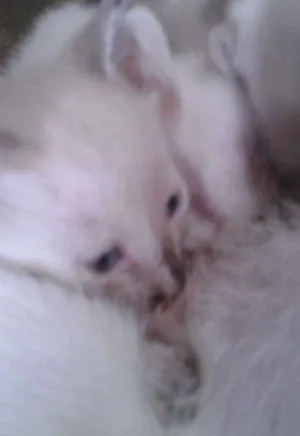 Gato raça Filho de gata semelhante a munchkin. idade 2 a 6 meses nome Não tem nome
