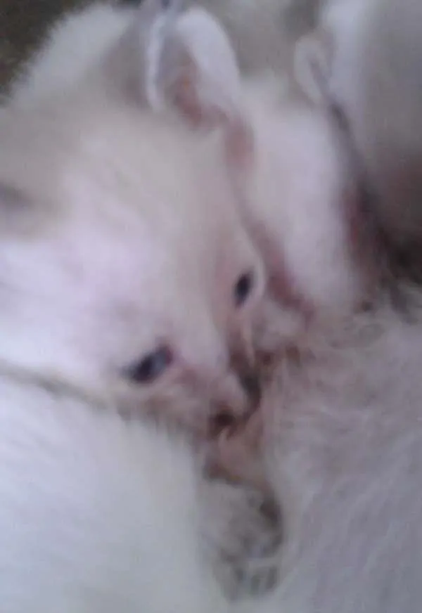 Gato ra a Filho de gata semelhante a munchkin. idade 2 a 6 meses nome Não tem nome