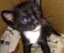 Gato raça Vira-lata idade Abaixo de 2 meses nome Thiaguinho 