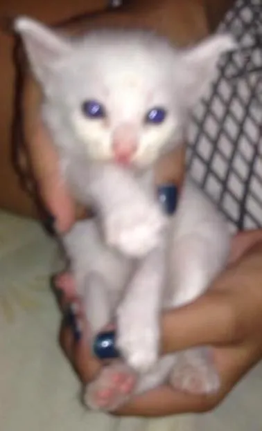 Gato ra a Vira-lata idade Abaixo de 2 meses nome Algodão