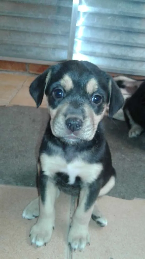 Cachorro ra a n/d idade Abaixo de 2 meses nome toy