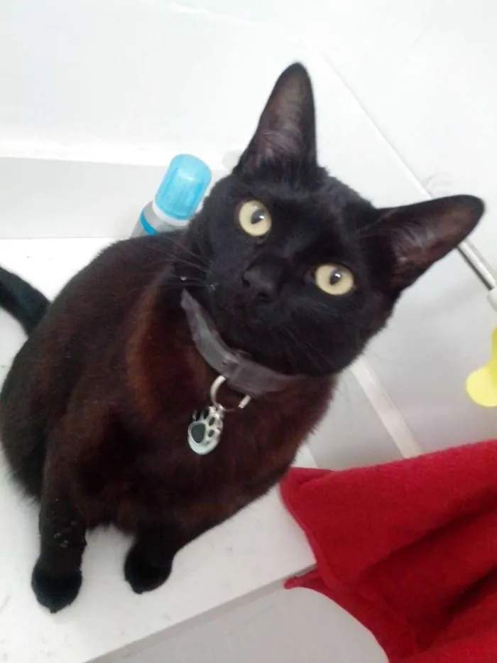 Gato ra a SRD idade 3 anos nome Lady