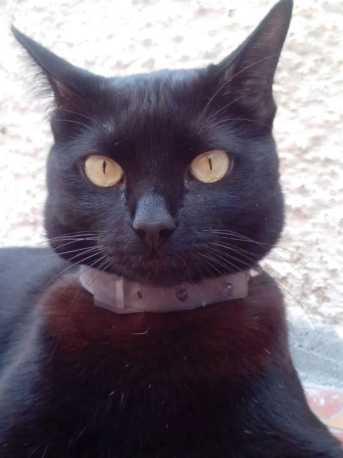 Gato ra a SRD idade 3 anos nome Lady