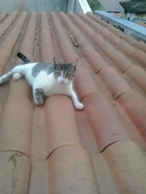 Gato ra a Não sei idade 1 ano nome Snow Bell