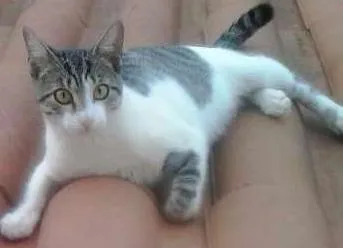 Gato ra a Não sei idade 1 ano nome Snow Bell