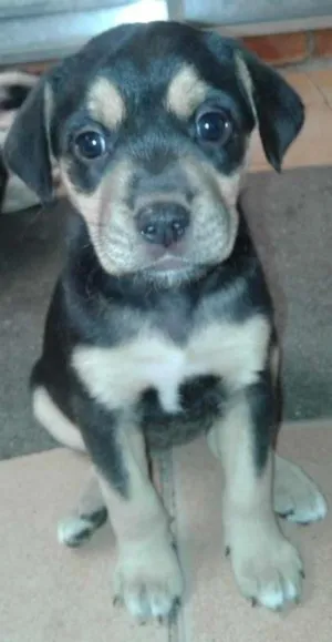 Cachorro raça n/d idade Abaixo de 2 meses nome toy
