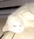 Tito
