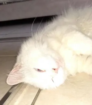 Gato raça Angora idade 2 anos nome Tito