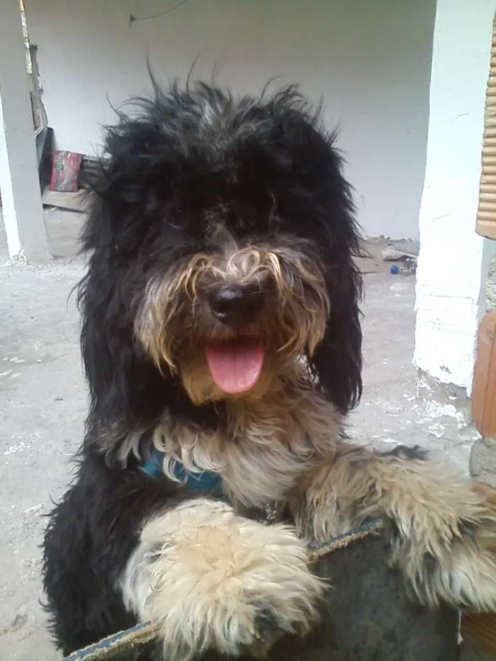 Cachorro raça shih tzu com poodle  idade 2 a 6 meses nome bolinha 