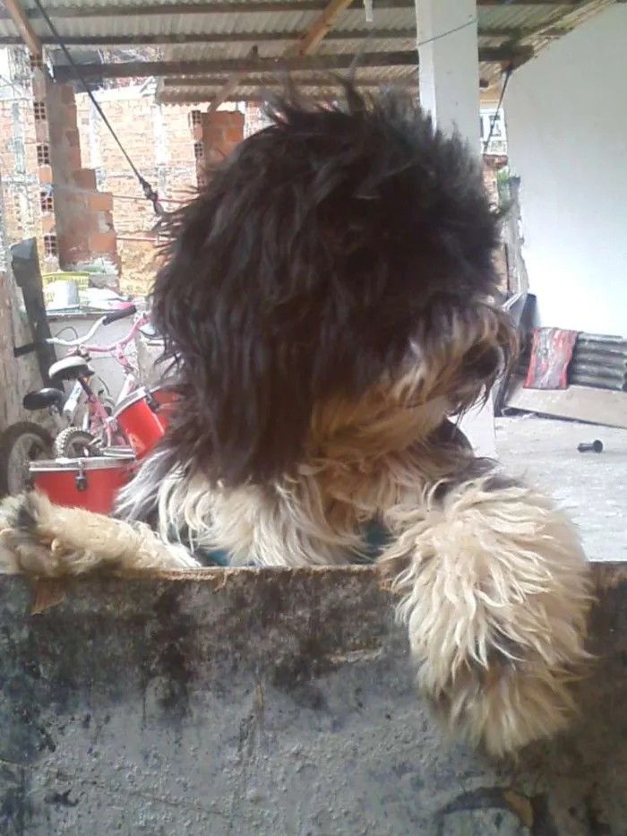 Cachorro raça shih tzu com poodle  idade 2 a 6 meses nome bolinha 