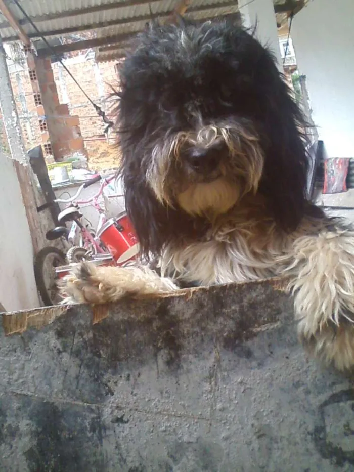 Cachorro raça shih tzu com poodle  idade 2 a 6 meses nome bolinha 