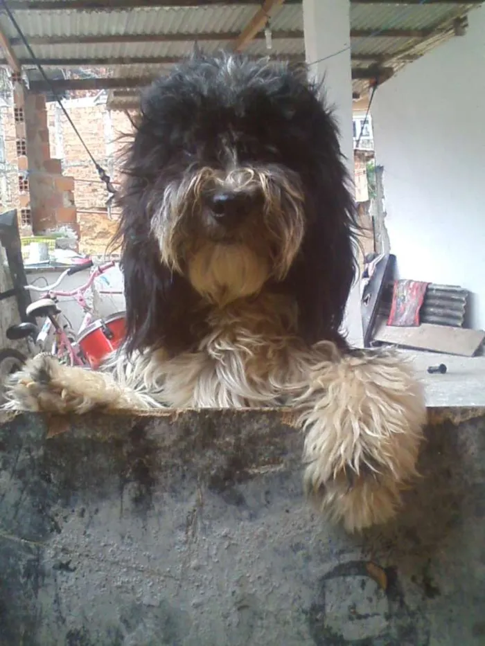 Cachorro raça shih tzu com poodle  idade 2 a 6 meses nome bolinha 