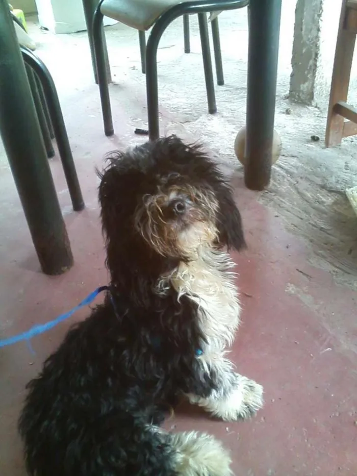 Cachorro raça shih tzu com poodle  idade 2 a 6 meses nome bolinha 