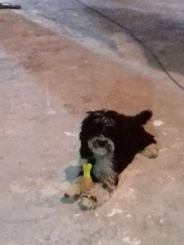 Cachorro raça shih tzu com poodle  idade 2 a 6 meses nome bolinha 