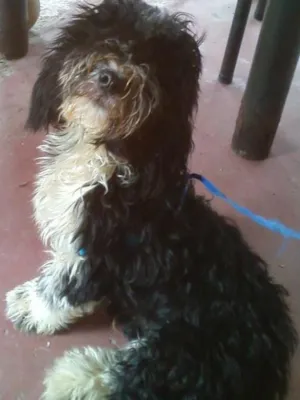 Cachorro raça shih tzu com poodle  idade 2 a 6 meses nome bolinha 