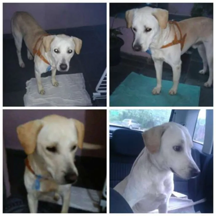 Cachorro ra a MIX DE LABRADOR idade 2 anos nome THEO