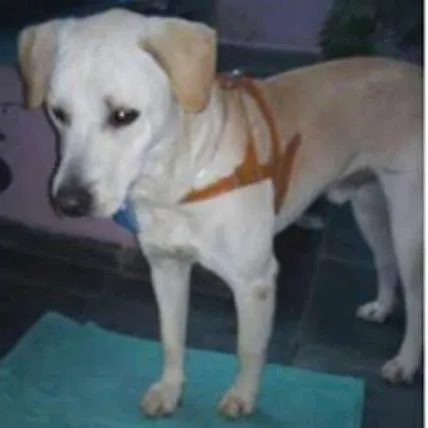Cachorro ra a MIX DE LABRADOR idade 2 anos nome THEO