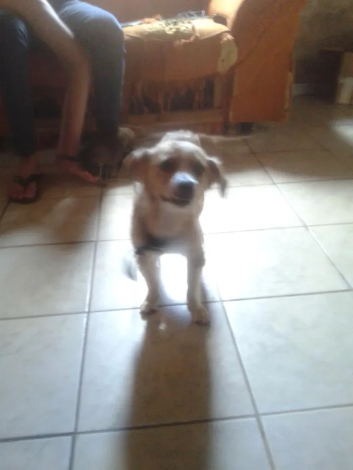 Cachorro ra a viralata idade 1 ano nome Melissa