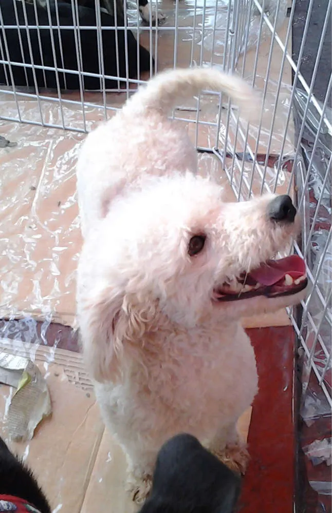 Cachorro ra a Poodle idade 7 a 11 meses nome Flokinho
