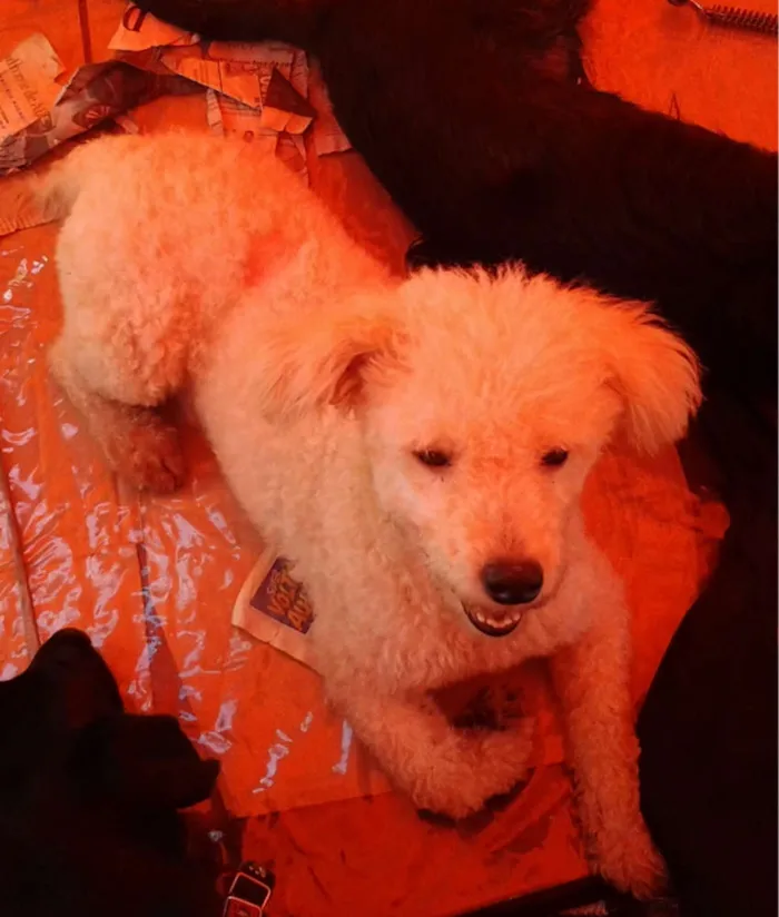 Cachorro ra a Poodle idade 7 a 11 meses nome Flokinho
