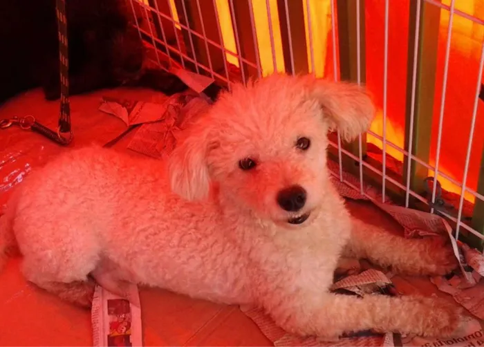 Cachorro ra a Poodle idade 7 a 11 meses nome Flokinho