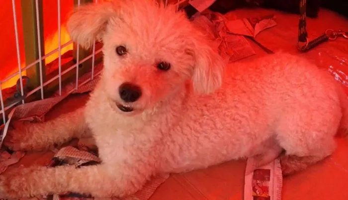 Cachorro ra a Poodle idade 7 a 11 meses nome Flokinho