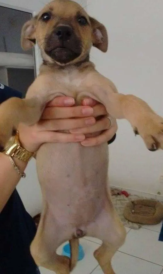 Cachorro ra a SRD idade 2 a 6 meses nome Lili