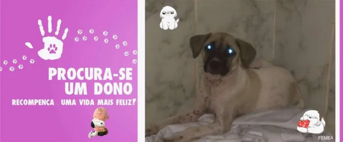 Cachorro ra a indefinida idade 2 a 6 meses nome Sem nome