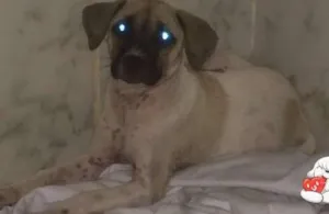 Cachorro raça indefinida idade 2 a 6 meses nome Sem nome
