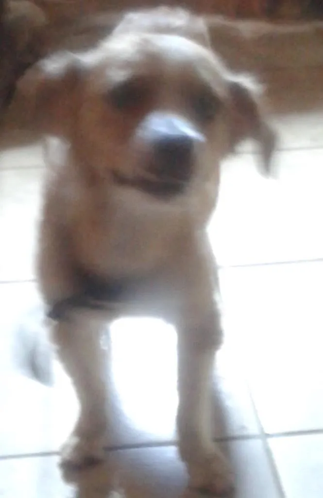 Cachorro ra a viralata idade 1 ano nome Melissa