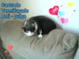 Tom - castrado, ver