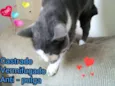 Tom - castrado, ver