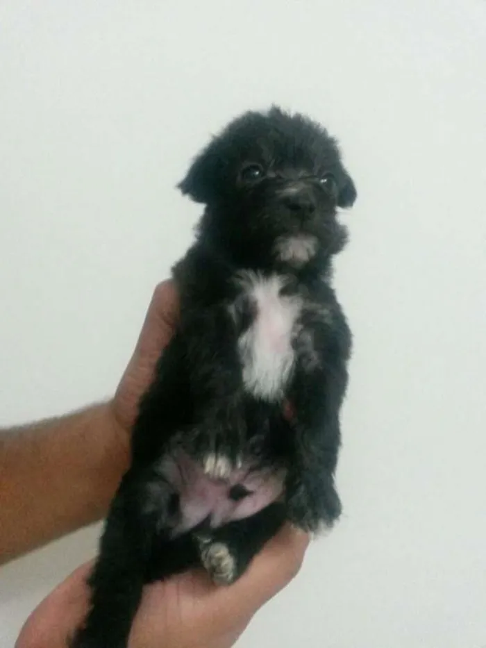Cachorro ra a SRD idade Abaixo de 2 meses nome Agrião