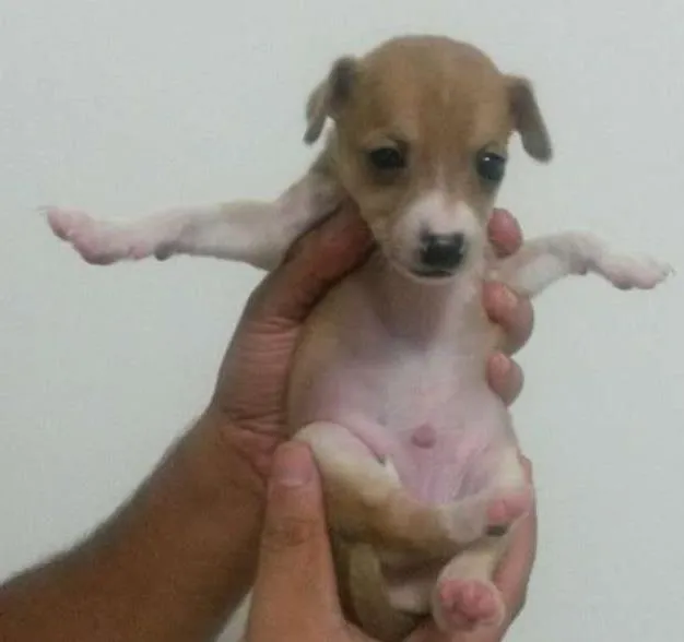 Cachorro ra a SRD idade Abaixo de 2 meses nome Cenoura