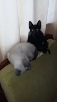 pretinha e branquinha