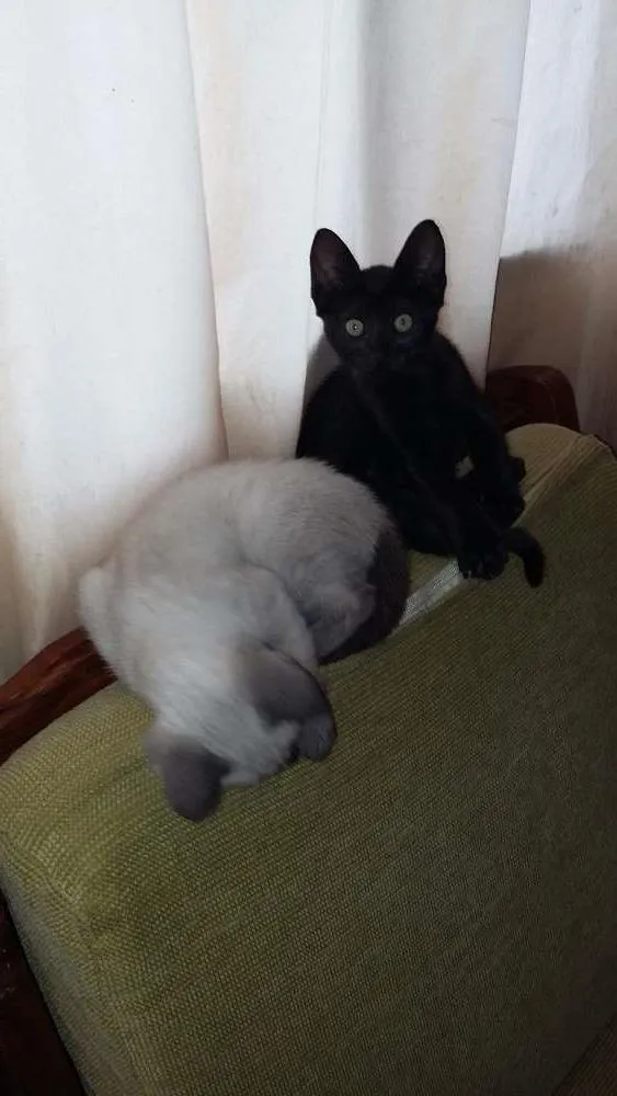 Gato ra a viralata idade 2 a 6 meses nome pretinha e branquinha