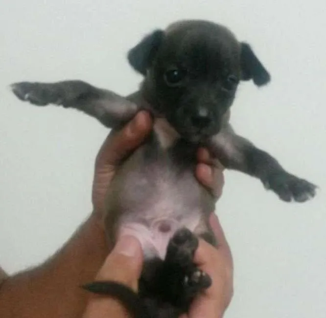 Cachorro ra a SRD idade Abaixo de 2 meses nome Beterraba 
