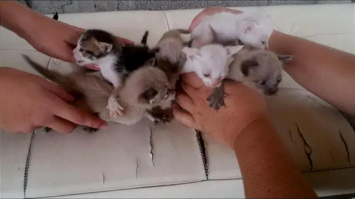 Gato raça SRD idade Abaixo de 2 meses nome 2 machos e 5 fêmeas