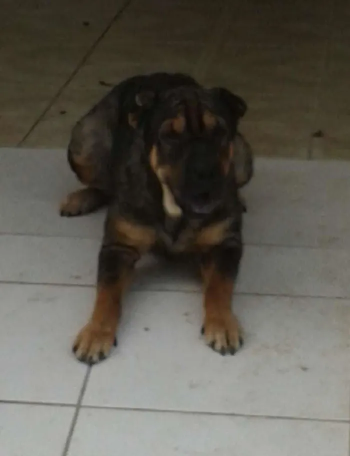 Cachorro raça Shar Pei com Rottweiler idade 2 anos nome Thor e Thora