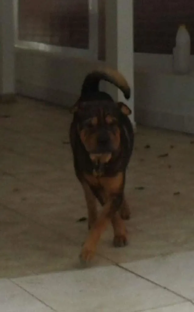 Cachorro raça Shar Pei com Rottweiler idade 2 anos nome Thor e Thora
