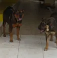 Thor e Thora