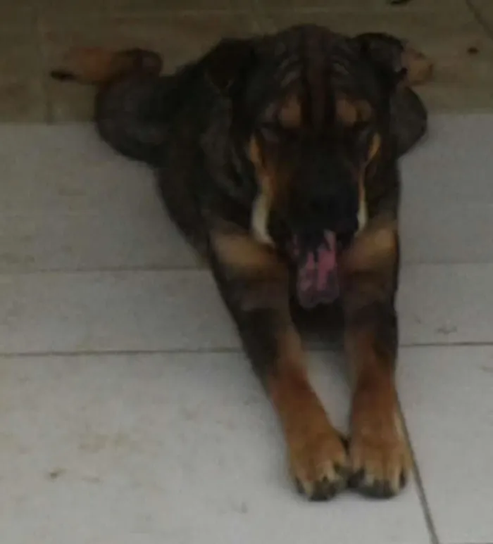 Cachorro raça Shar Pei com Rottweiler idade 2 anos nome Thor e Thora