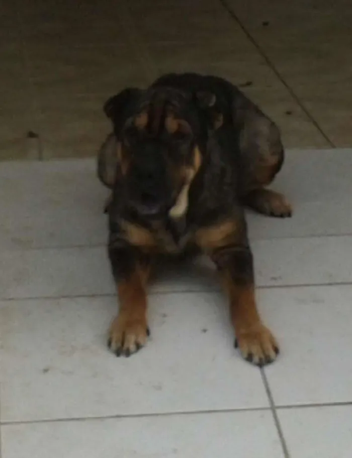 Cachorro raça Shar Pei com Rottweiler idade 2 anos nome Thor e Thora