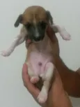 Cenoura