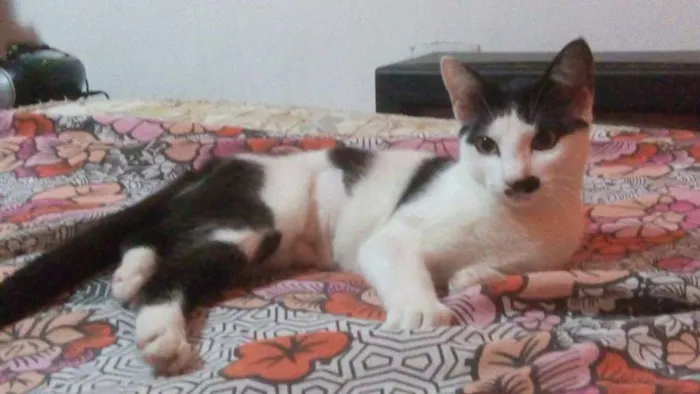 Gato ra a SRD idade 2 a 6 meses nome aria,felicia e meg