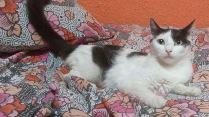 Gato ra a SRD idade 2 a 6 meses nome aria,felicia e meg