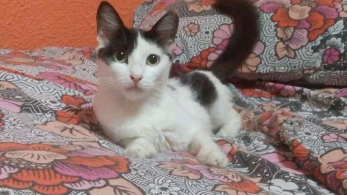 Gato ra a SRD idade 2 a 6 meses nome aria,felicia e meg